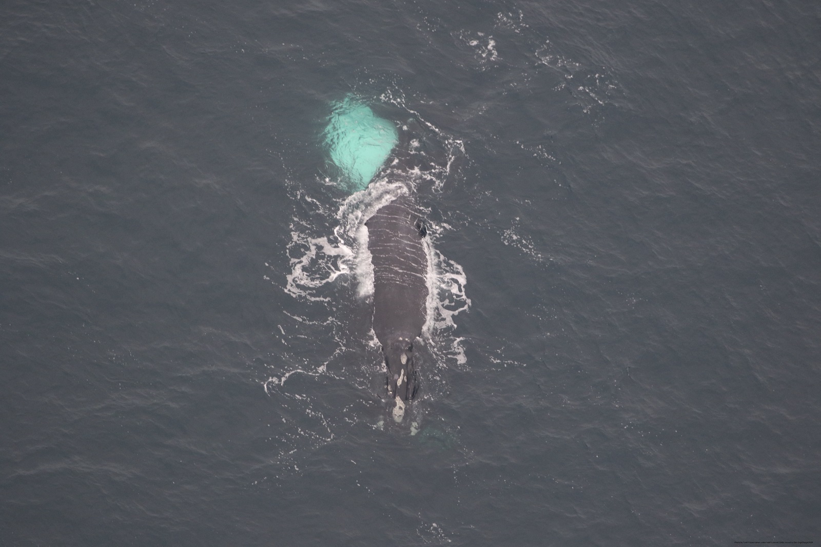 Image slide of Catalog NARW #2440/ “Shackleton” at the surface with #3623 / “Bongo” belly up underneath him. Photo by Todd Pusser taken under NMFS permit 21482 issued to Dan Engelhaupt/HDR.