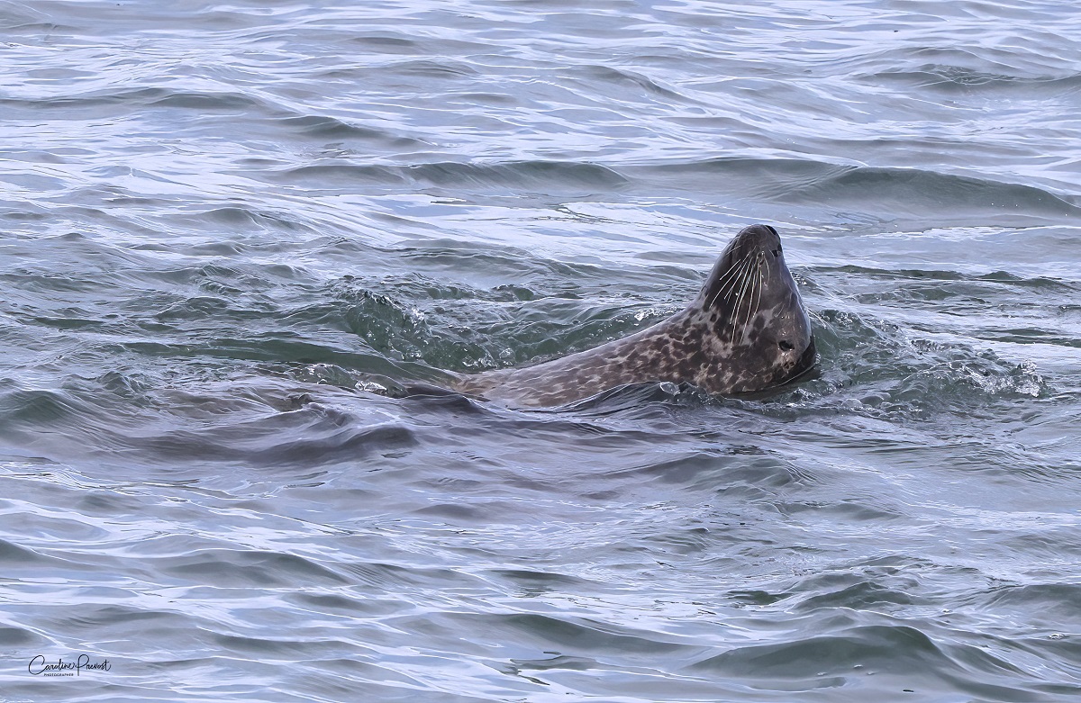 Image slide of Seal swimming on its back with head out of the water