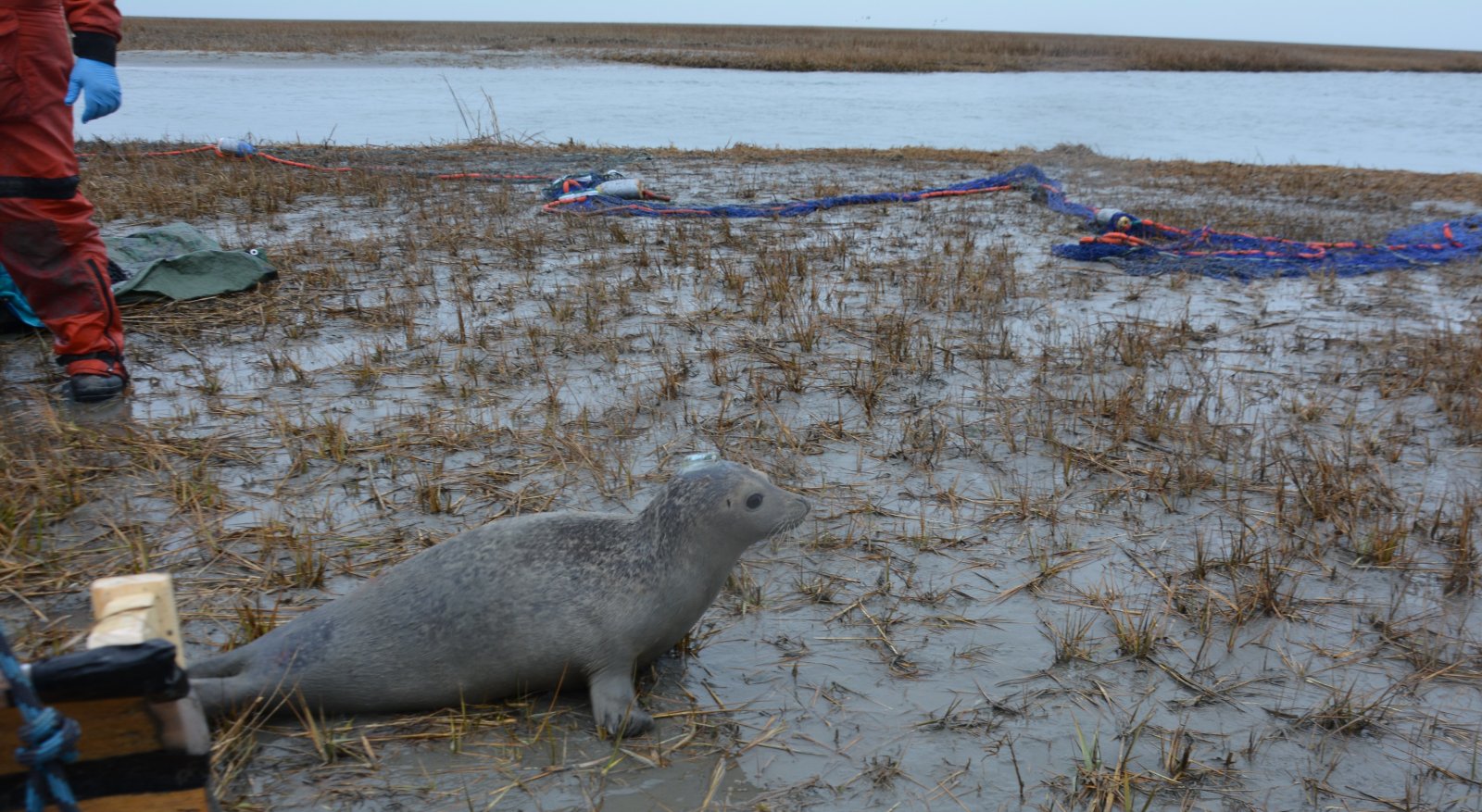 Image slide of This seal is ready to transmit! All four animals tagged today were transmitting locations. NMFS-NEFSC Permit No. 17670-04. Photo credit - Deanna Rees, NAVFAC Atlantic