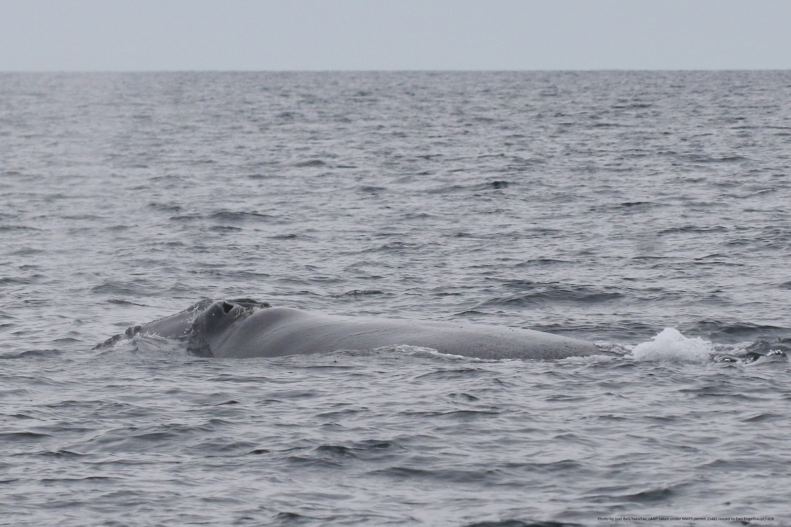 Image slide of North Atlantic right whale surfacing off the coast of Virginia on 23 January 2024. Photo by Joel Bell/NAVFAC LANT taken under NMFS permit 21482 issued to Dan Engelhaupt/HDR.