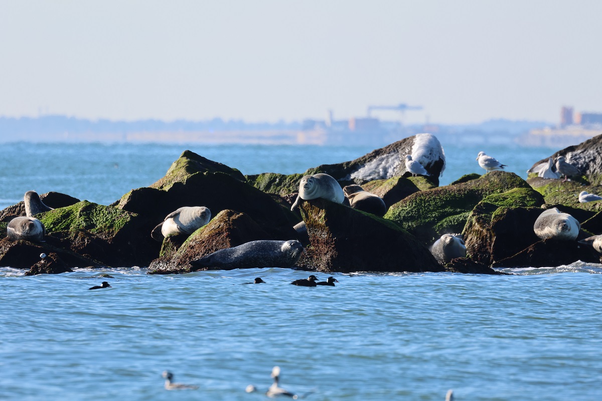 Image slide of Harbor Seals at the Chesapeake Bay Bridge Tunnel in January of 2024. NMFS General Permit # 19826.