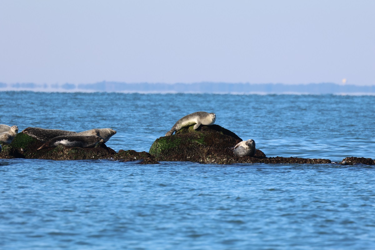 Image slide of Harbor Seals at the Chesapeake Bay Bridge Tunnel in January of 2024. NMFS General Permit # 19826.