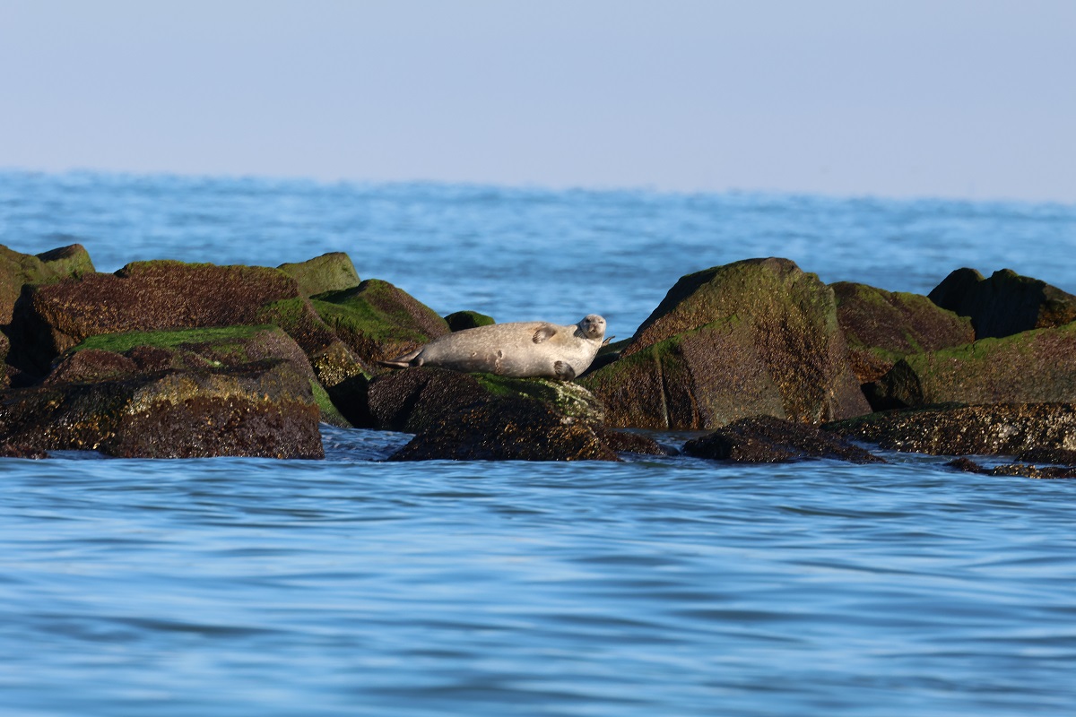 Image slide of Harbor Seals at the Chesapeake Bay Bridge Tunnel in January of 2024. NMFS General Permit # 19826.