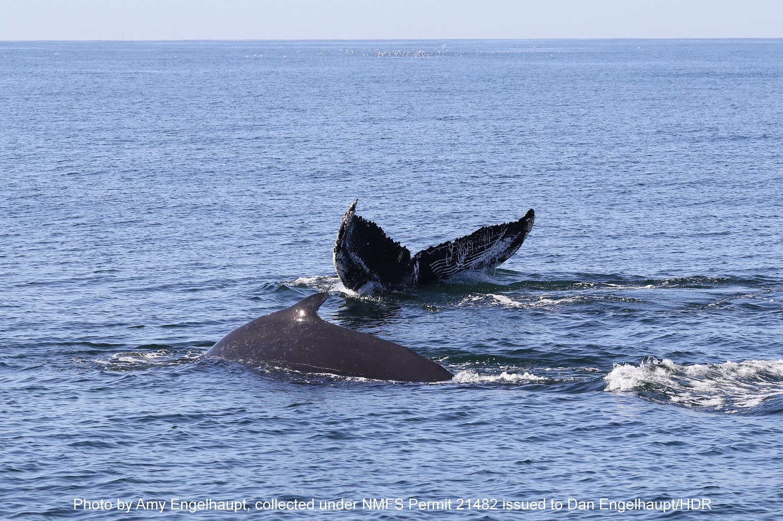 pair of humpback whales