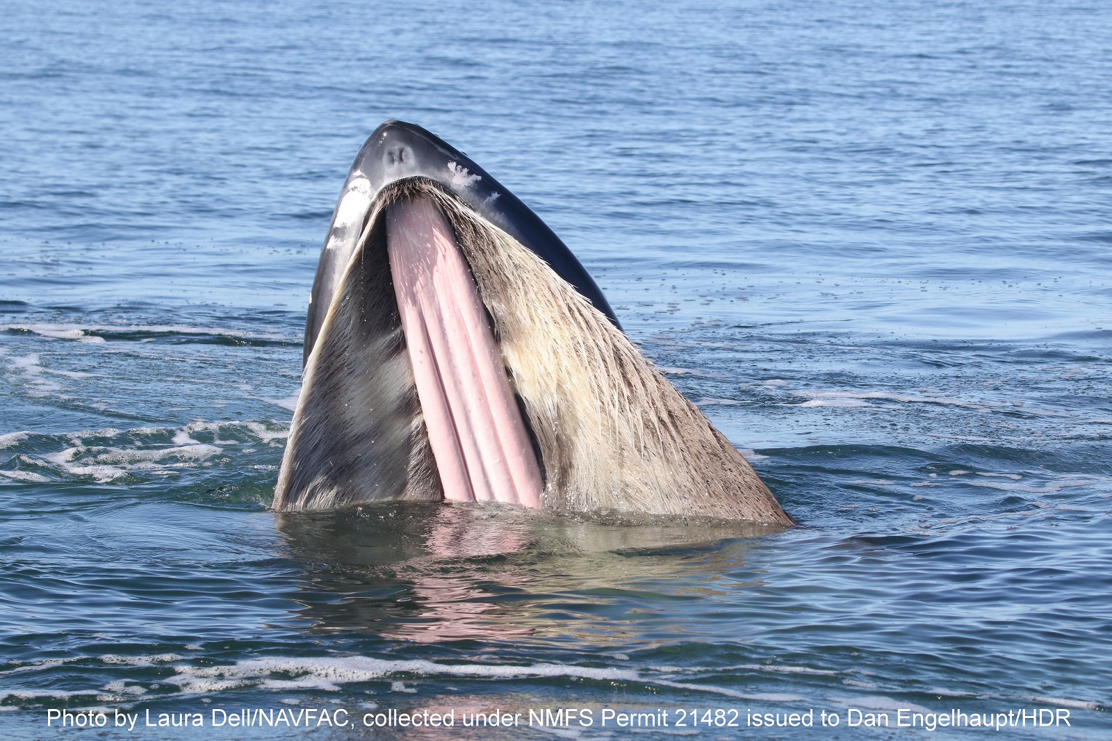 View of a humpback whale lunge feeding- check out the baleen!