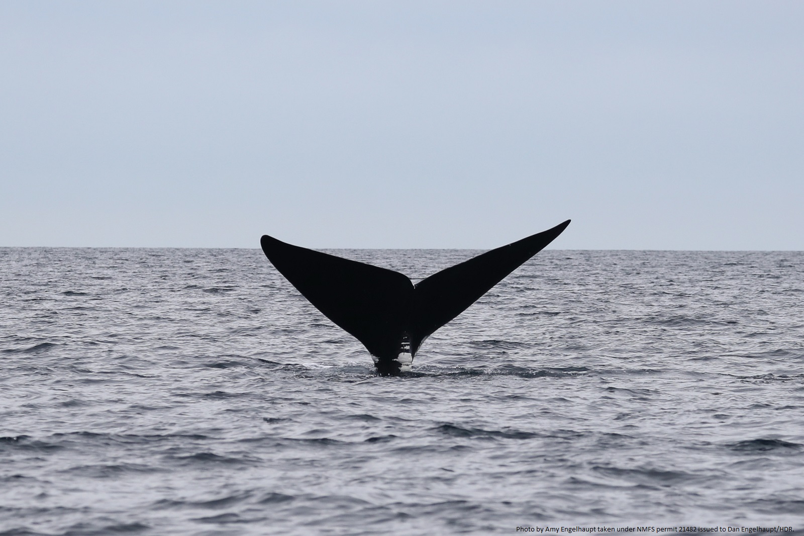 Image slide of Catalog NARW #3623 / “Bongo” diving off the coast of Virgina on 23 January 2024. Photo by Amy Engelhaupt taken under NMFS permit 21482 issued to Dan Engelhaupt/HDR.