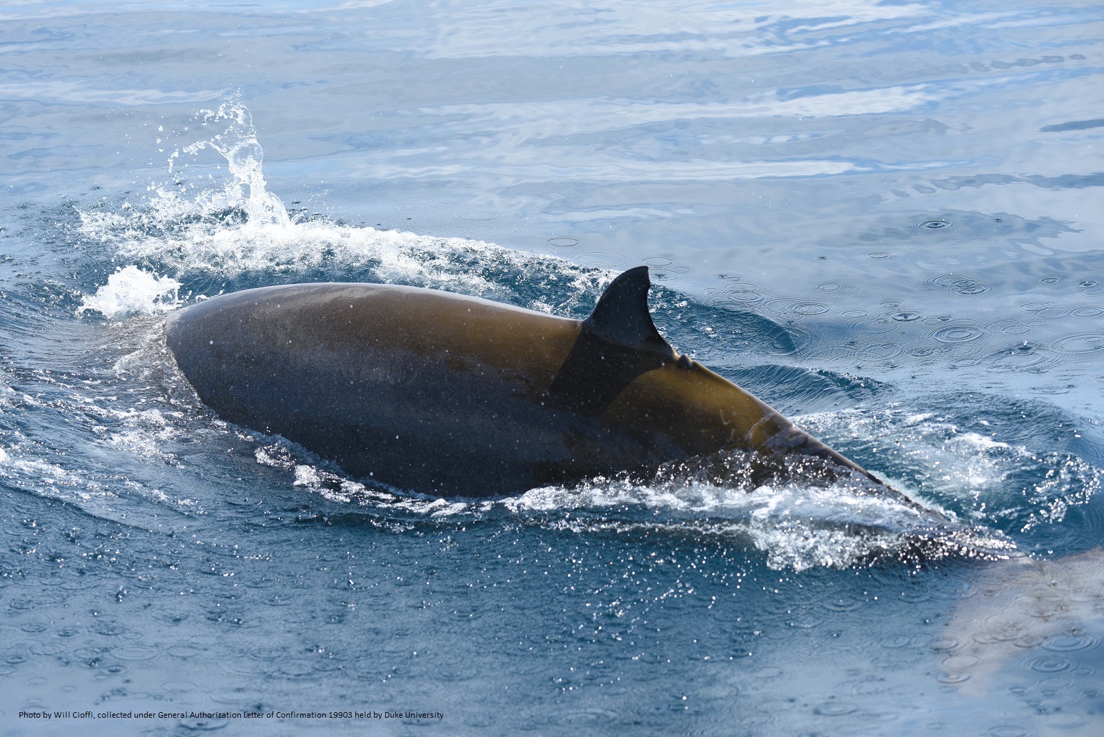 Image slide of Adult female Cuvier’s beaked whale (Ziphius cavirostris) photographed off Nags Head, NC on 09 August 2020