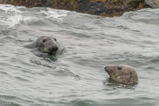 Gray Seals CBBT- stephanie johnson_sm.jpg