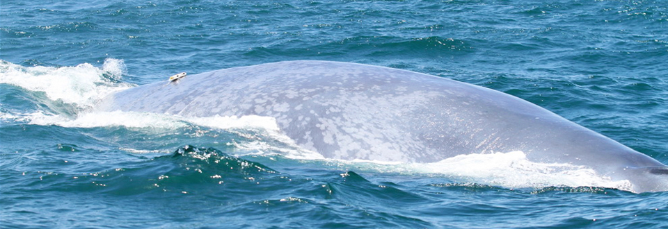 SOCAL-BRS-Tagged-Blue-Whale_Calambokidis_960x330.jpg