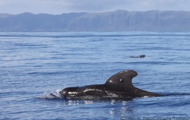 Cascadia pilot whale.jpg