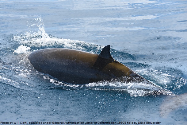 . Adult female Cuvier’s beaked whale (Ziphius cavirostris) photographed off Nags Head, NC on 09 August 2020.