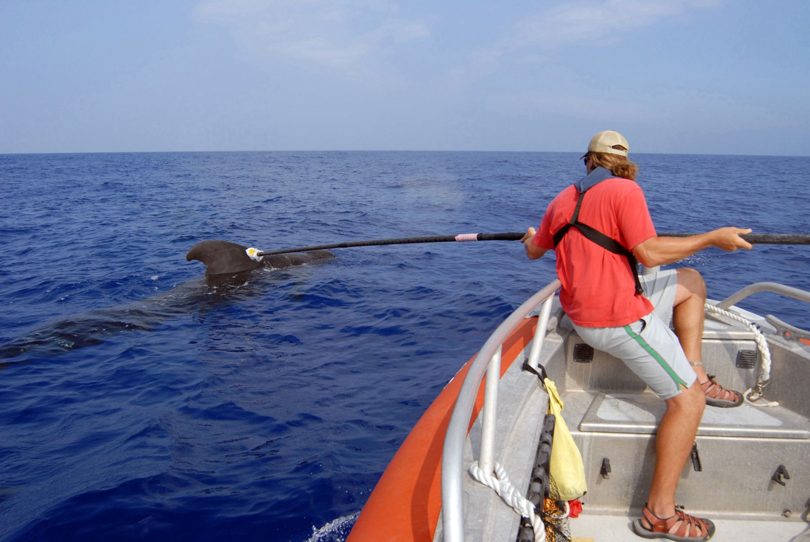 720-N-9316F-002_Ari_Friedlaender_a_Duke_University_Marine_Laboratory_researcher_attaches_a_D-TAG_to_a_pilot_whale_off_the_coast_of_Kona_Hawaii.jpg