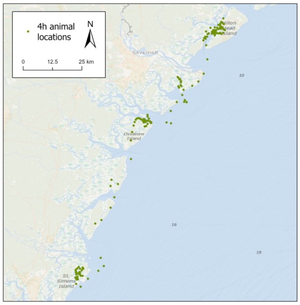 JIA green turtle.jpg