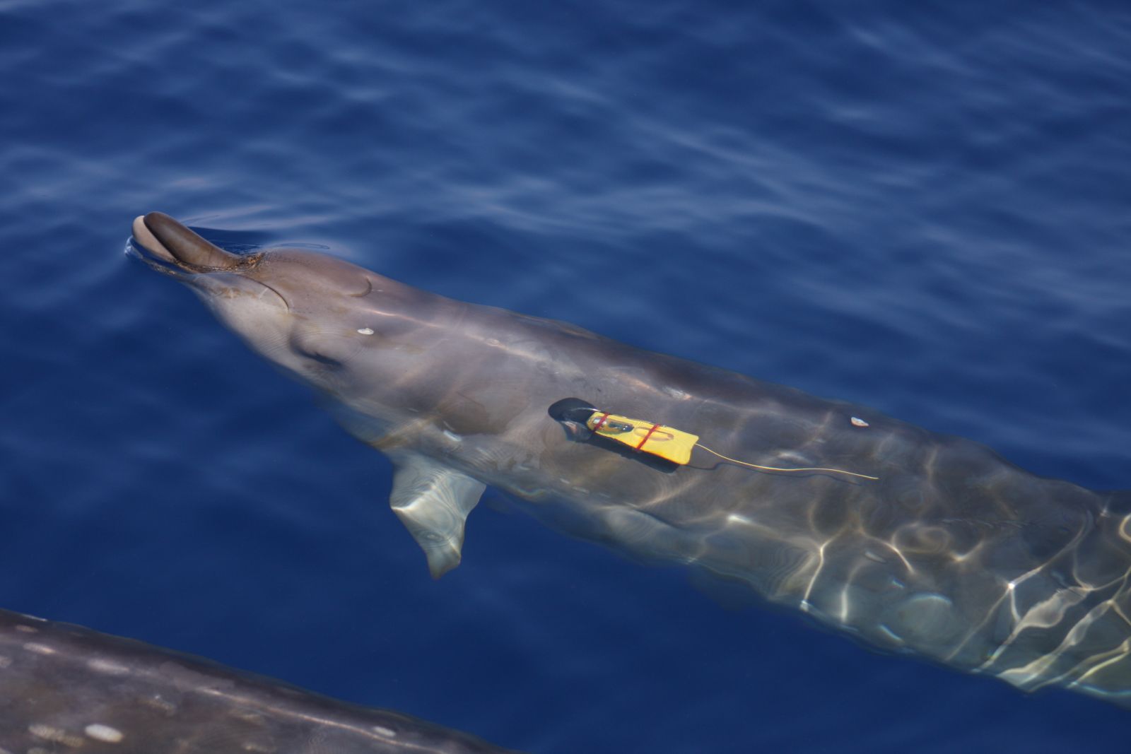 TDRtag_Blainvilles_beaked_whale_2008JUL10_D13_RWB_0516.JPG