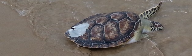 Turtle_tag.jpg