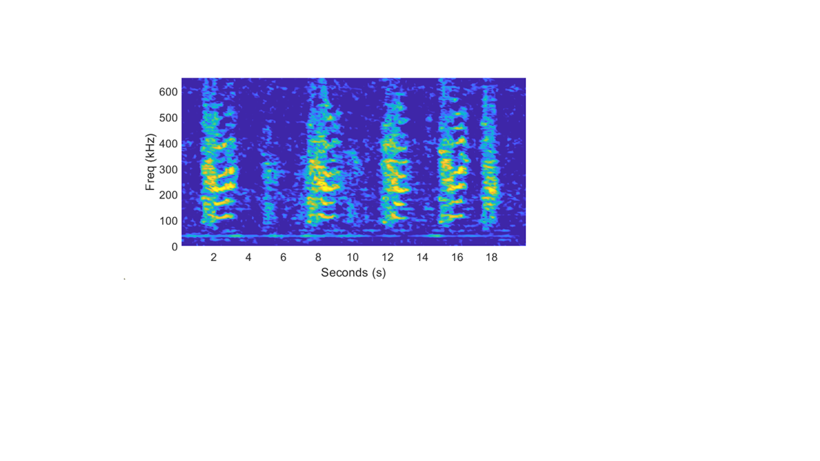 SURTASS blog gray whale vocalizations.png