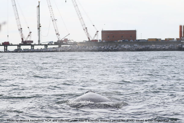 North Atlantic right whale near Chesapeake Bay Bridge