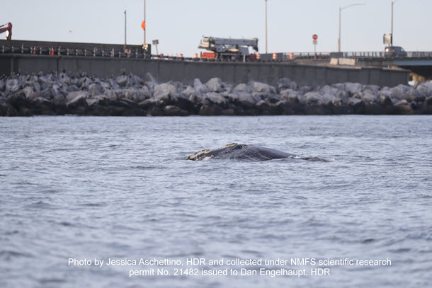 North Atlantic right whale near island of the Chesapeake Bay Bridge Tunnel