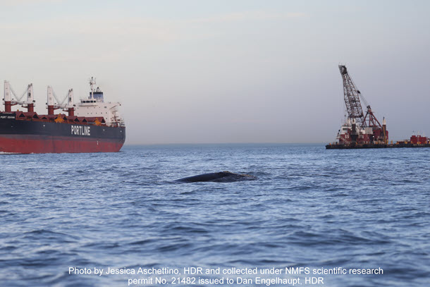 Right whale and ships