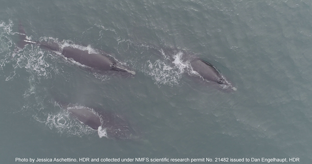 Surface active group of right whales