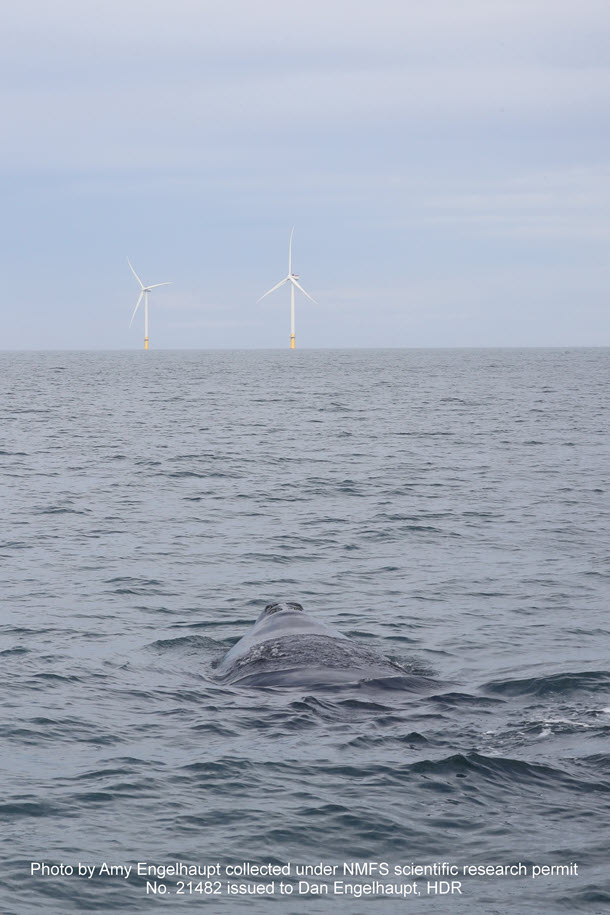 North Atlantic right whale near the CVOW test turbines