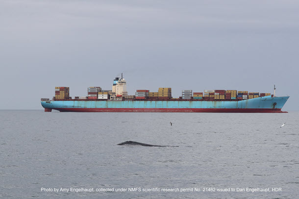 North Atlantic right whale off Virginia near a container ship at anchor
