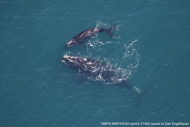 Right Whale Smoke and Calf