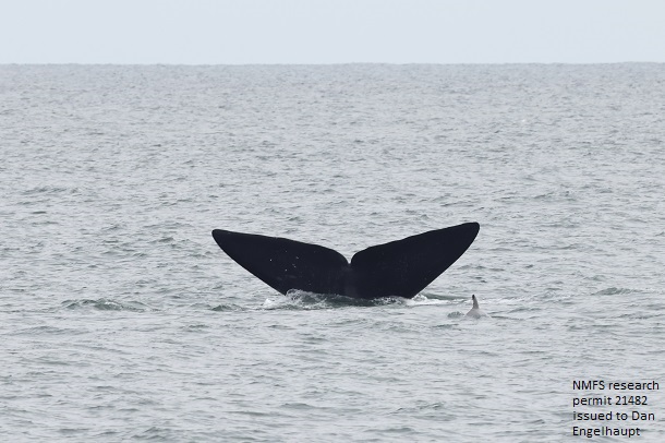 Right whale flukes