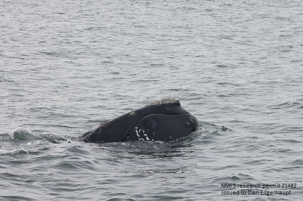 Right whale surfacing