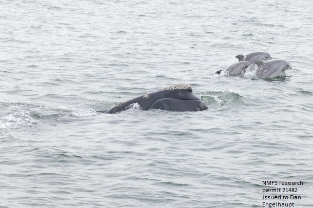 whale with dolphins