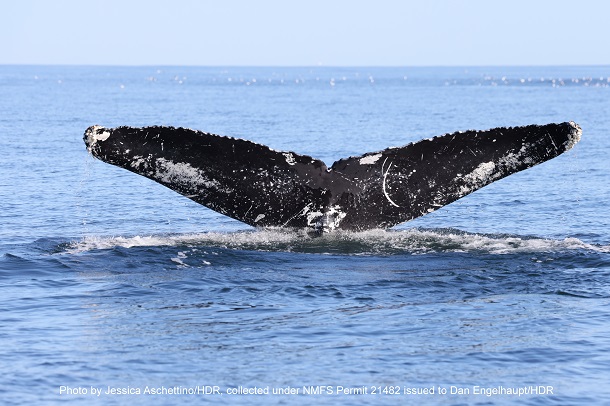 Humpback Whale named Mojo