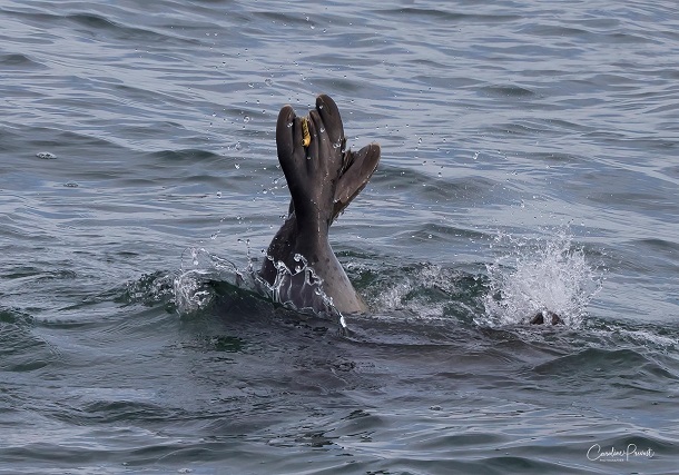 Seal flippers with tag